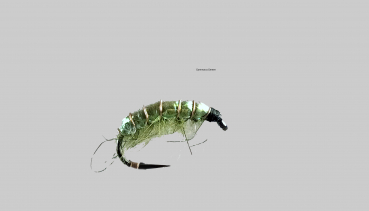 Gammarus3 Green