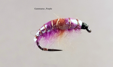 Gammarus3 Purple