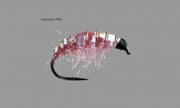 Gammarus3 Pink